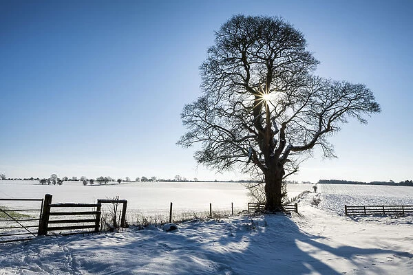 Winter Landscape, Cotswolds, Gloucestershire, England