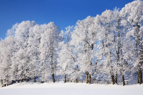 Winter landscape with hoar frost - Germany, Bavaria, Upper Bavaria, Miesbach