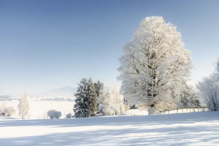 Framed Print : Winter landscape with hoarfrost trees, near Fuessen, Allgeau Alps, Alps, Allgeau Framed Print : Winter landscape with hoarfrost trees, near Fuessen, Allgeau Alps, Alps, Allgeau