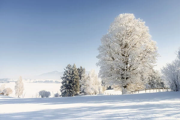 Winter landscape with hoarfrost trees, near Fuessen, Allgeau Alps, Alps, Allgeau
