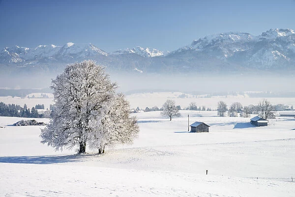 Winter landscape with hoarfrost trees, near Fuessen, Ammergauer Alps, Allgeau Alps, Alps