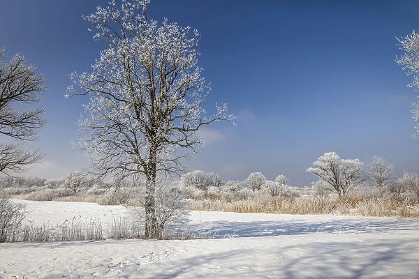 Winter landscape near Chieming at Lake Chiemsee, Upper Bavaria, Bavaria, Germany
