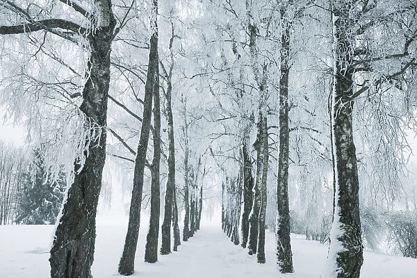 Winter landscape with snow covered birch alley - Germany, Bavaria, Upper Bavaria, Munich