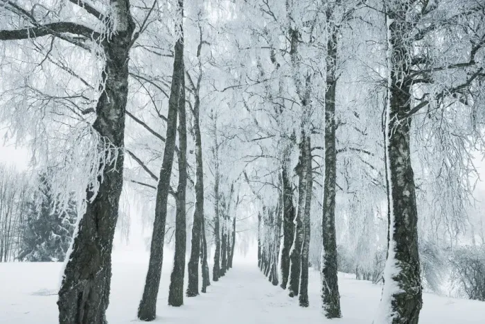 Framed Print : Winter landscape with snow covered birch alley - Germany, Bavaria, Upper Bavaria, Munich Framed Print : Winter landscape with snow covered birch alley - Germany, Bavaria, Upper Bavaria, Munich