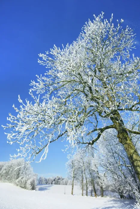 Framed Print : Winter landscape with snow covered forest - Germany, Bavaria, Upper Bavaria, Miesbach Framed Print : Winter landscape with snow covered forest - Germany, Bavaria, Upper Bavaria, Miesbach