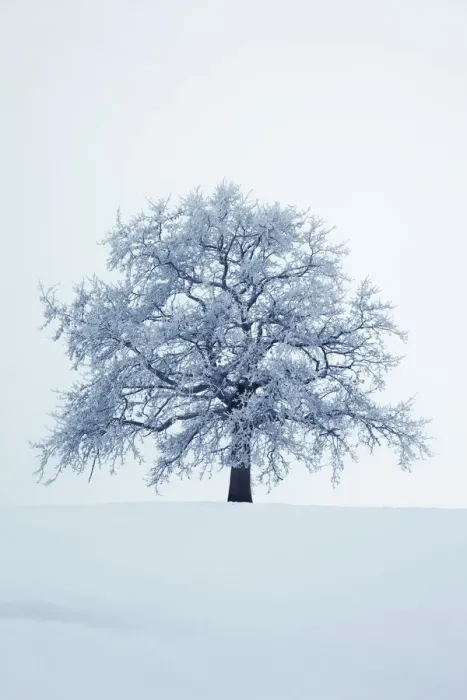 Framed Print : Winter landscape with snow covered oak - Germany, Bavaria, Upper Bavaria Framed Print : Winter landscape with snow covered oak - Germany, Bavaria, Upper Bavaria
