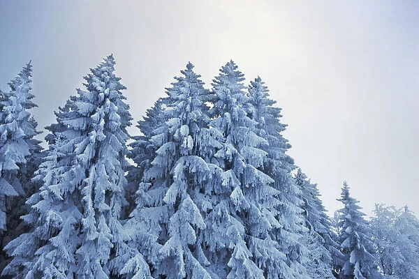 Winter landscape with snow covered spruce forest - Germany, Bavaria, Upper Bavaria, Weilheim-Schongau, Hohenpeiszenberg