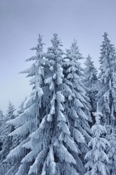 Framed Print : Winter landscape with snow covered spruce forest - Germany, Bavaria, Upper Bavaria, Weilheim-Schongau, Hohenpeiszenberg Framed Print : Winter landscape with snow covered spruce forest - Germany, Bavaria, Upper Bavaria, Weilheim-Schongau, Hohenpeiszenberg