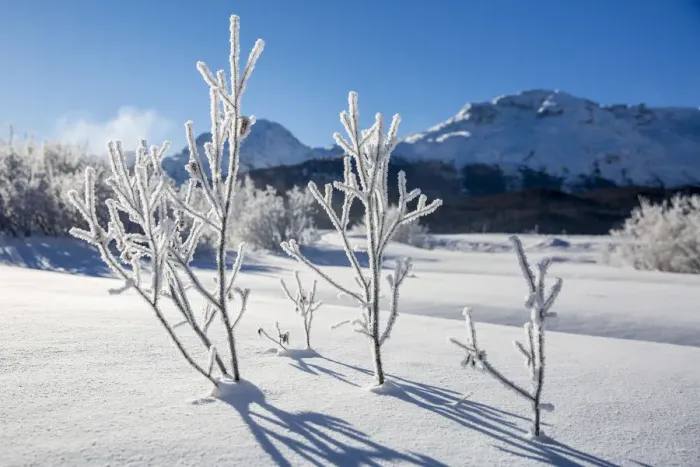 Framed Print : Winter landscape with trees covered in hoarfrost