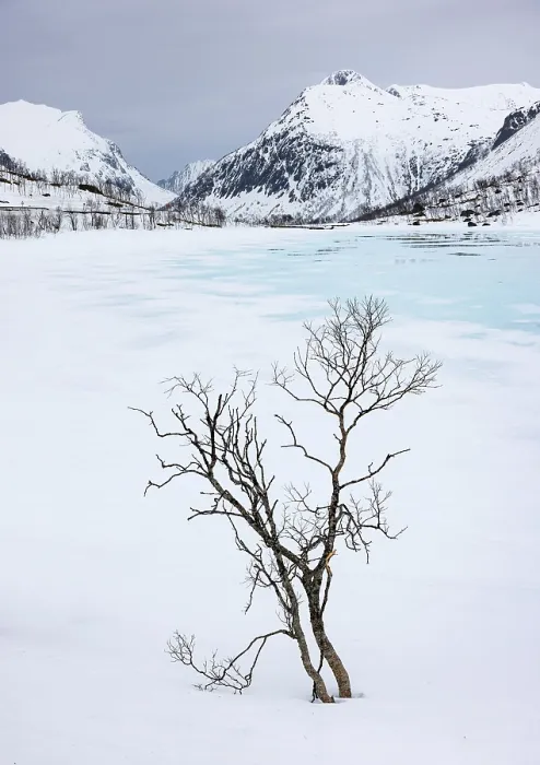 Framed Print : Winter scene of snow covered mountains and bare trees near Bergsbotn, Senja, Norway Framed Print : Winter scene of snow covered mountains and bare trees near Bergsbotn, Senja, Norway