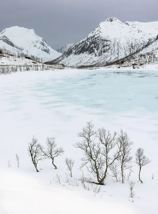 Framed Print : Winter scene of snow covered mountains and trees near Bergsbotn, Senja, Norway