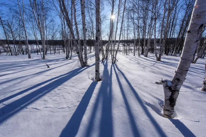 Framed Print : Winter shadows in a birch woodlot, Greater Sudbury, Ontario, Canada Framed Print : Winter shadows in a birch woodlot, Greater Sudbury, Ontario, Canada