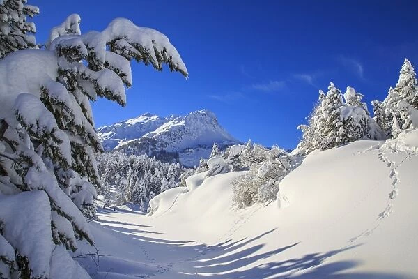 The winter sun shines on the snow covered woods and the landscape around Maloja Canton