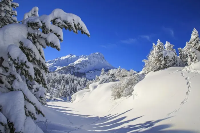 Framed Print : The winter sun shines on the snow covered woods and the landscape around Maloja Canton Framed Print : The winter sun shines on the snow covered woods and the landscape around Maloja Canton