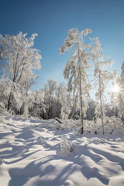Winter sun in the snowy forest in the Rheingau-Taunus Nature Park near Engenhahn, Niedernhausen, Hesse, Germany