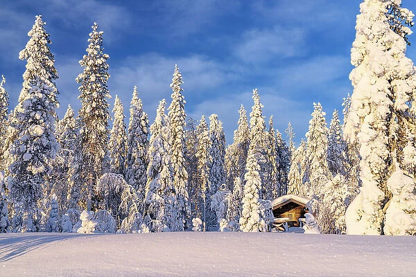 Winter sunrise over a lone mountain hut in the snowy forest, Kangos, Norrbotten County, Lapland, Sweden