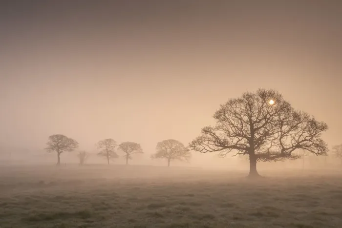 Framed Print : Winter sunrise over mist shrouded oak trees, Devon, England. Winter Framed Print : Winter sunrise over mist shrouded oak trees, Devon, England. Winter