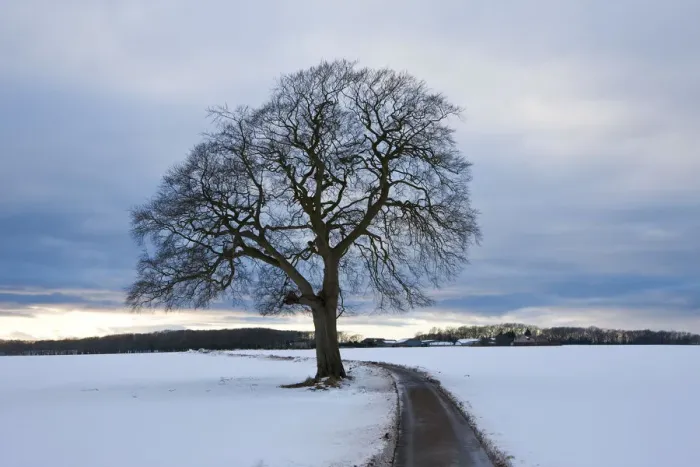 Framed Print : Winter tree & country lane, Gloucestershire, UK