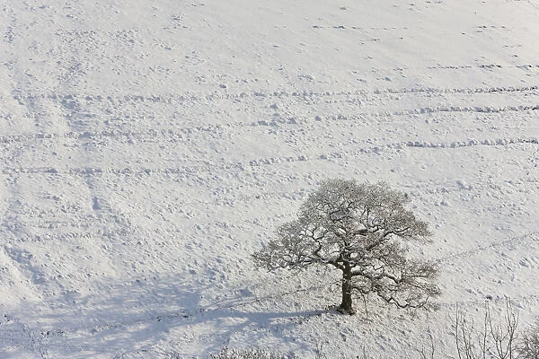 Winter tree & snow, Gloucestershire, UK