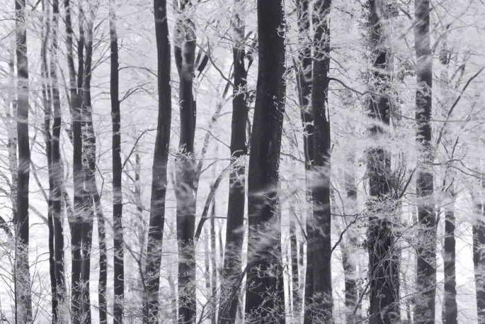 Framed Print : Winter trees & frost, Gloucestershire, UK Framed Print : Winter trees & frost, Gloucestershire, UK
