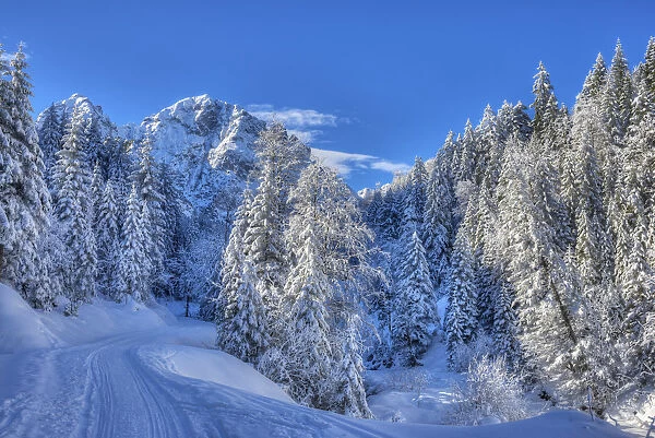 Winter trees with Gehrenspitze at the Raintal in the Tannheimer mountains of the Allgaau