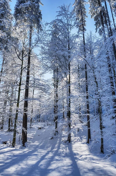 Winter trees at the Raintal in the Tannheimer mountains of the Allg√§u, Musau, Tyrol, Austria