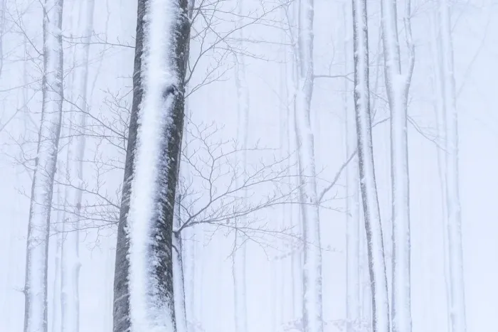 Framed Print : Winter trees in a snowy forest Passo Radici, Italy
