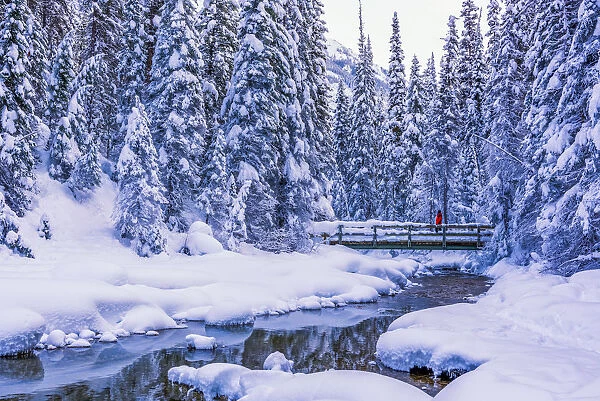 Winter Wonderland, Yoho National Park, British Columbia, Canada