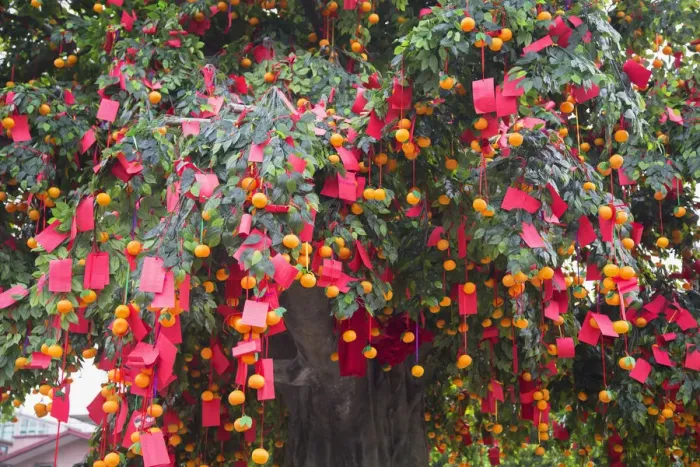 Framed Print : Wishing tree at Wishing Tree Festival at Chinese New Year, Tai Po, New Territories Framed Print : Wishing tree at Wishing Tree Festival at Chinese New Year, Tai Po, New Territories