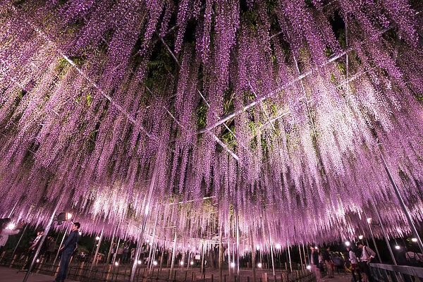Wisteria in full bloom at the Ashikaga flower park, Tochigi Prefecture, Japan
