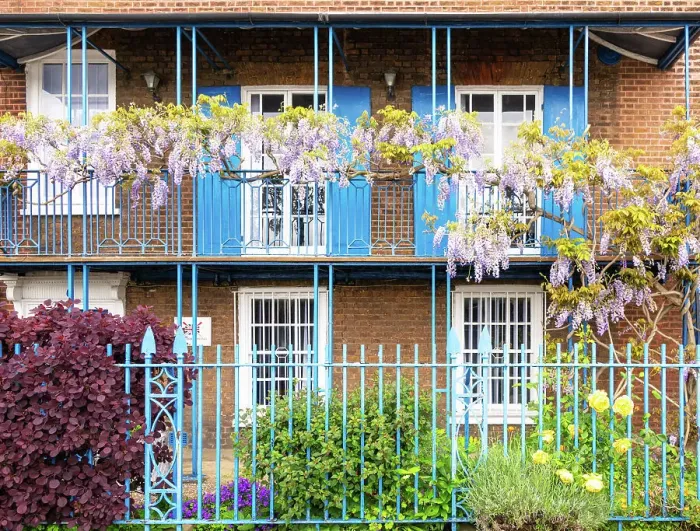 Framed Print : Wisteria in bloom on a house in Chiswick, London, England Framed Print : Wisteria in bloom on a house in Chiswick, London, England