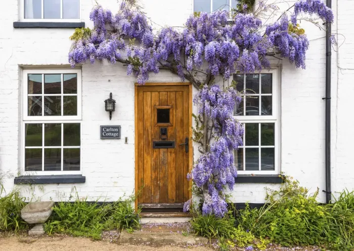 Framed Print : Wisteria over cottage entrance, Little Glemham, Suffolk, England Framed Print : Wisteria over cottage entrance, Little Glemham, Suffolk, England