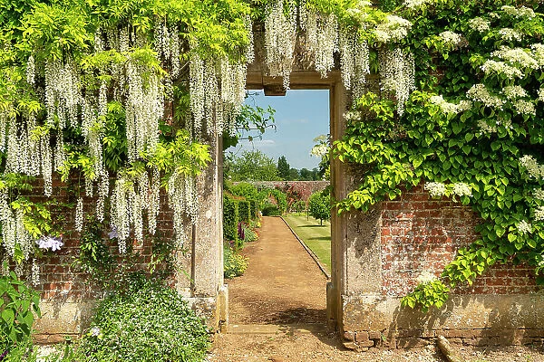 Wisteria Covered Door into Walled Garden, Bowood House & Gardens, Derry Hill, Calne, Wiltshire, England