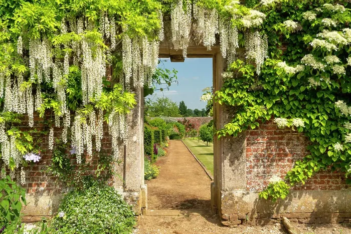 Framed Print : Wisteria Covered Door into Walled Garden, Bowood House & Gardens, Derry Hill, Calne, Wiltshire, England Framed Print : Wisteria Covered Door into Walled Garden, Bowood House & Gardens, Derry Hill, Calne, Wiltshire, England