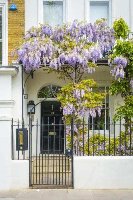 Framed Print : Wisteria and door, Chelsea, London, England, UK Framed Print : Wisteria and door, Chelsea, London, England, UK