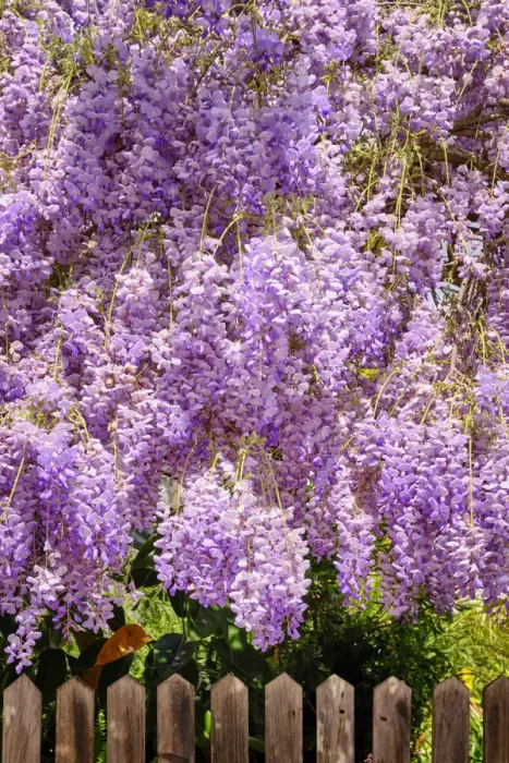 Framed Print : Wisteria flowers in full blossom. Palmela, Portugal Framed Print : Wisteria flowers in full blossom. Palmela, Portugal