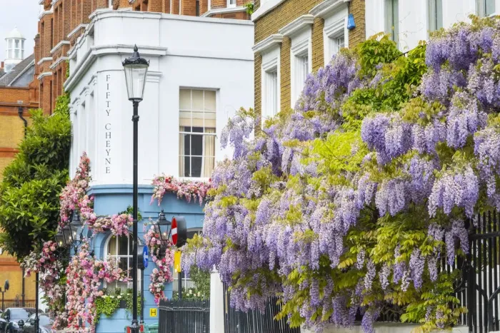 Framed Print : Wisteria in front of a house in Chelsea, London, England, UK Framed Print : Wisteria in front of a house in Chelsea, London, England, UK