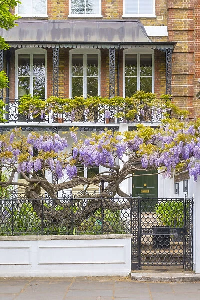 Wisteria in front of a house in Chelsea, London, England, UK