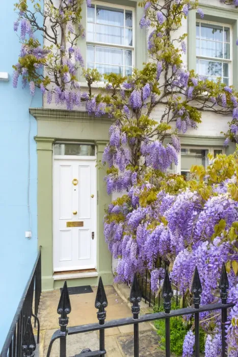 Framed Print : Wisteria in front of a house in Kensington, London, England, UK Framed Print : Wisteria in front of a house in Kensington, London, England, UK