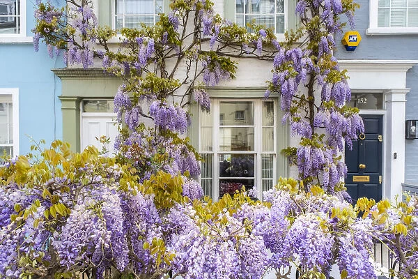 Wisteria in front of a house in Kensington, London, England, UK