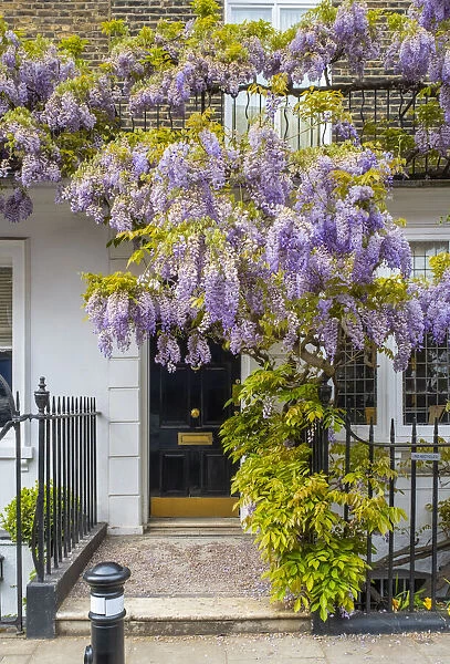 Wisteria in front of house in Marylebone, London, England, UK