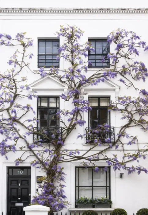Framed Print : Wisteria in Kensington, London, England Framed Print : Wisteria in Kensington, London, England