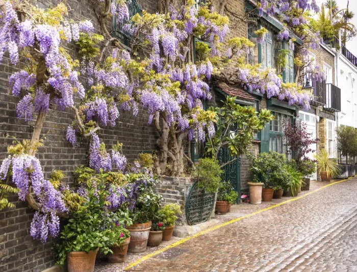 Framed Print : Wisteria in Kynance Mews, Kensington, London, England