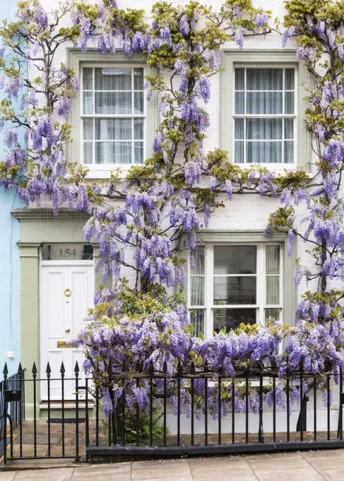 Framed Print : Wisteria in Notting Hill, London, England Framed Print : Wisteria in Notting Hill, London, England