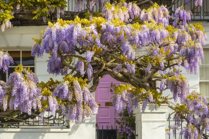 Framed Print : Wisteria and pink door, Kensington, London, England, UK