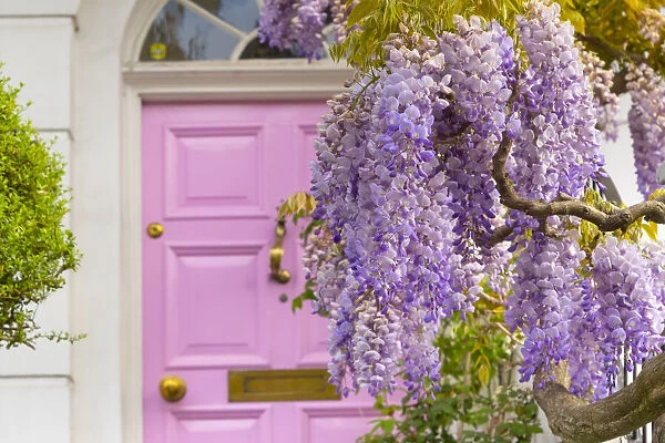 Wisteria and pink door, Kensington, London, England, UK