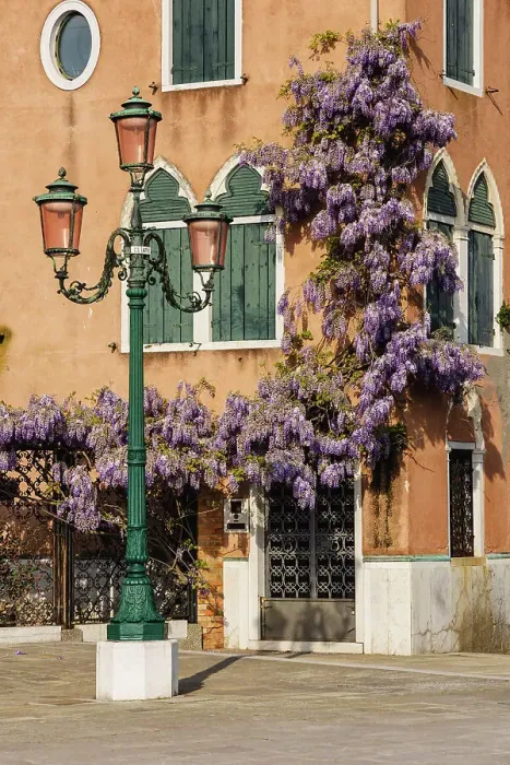 Framed Print : Wisteria in Riva dei Sette Martiri. Venice, Veneto, Italy Framed Print : Wisteria in Riva dei Sette Martiri. Venice, Veneto, Italy