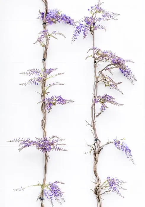 Framed Print : Wisteria vines on a wall in Kensington, London, England Framed Print : Wisteria vines on a wall in Kensington, London, England