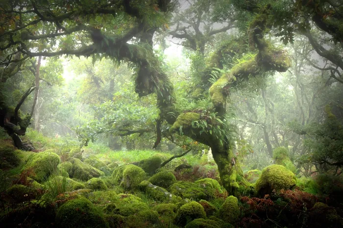Framed Print : Wistman's Wood, near Two Bridges, Dartmoor National Park, Devon, England Framed Print : Wistman's Wood, near Two Bridges, Dartmoor National Park, Devon, England