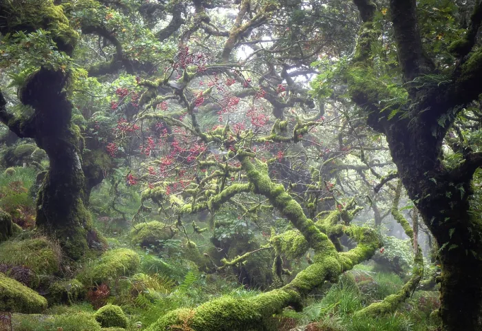 Framed Print : Wistman's Wood, near Two Bridges, Dartmoor National Park, Devon, England Framed Print : Wistman's Wood, near Two Bridges, Dartmoor National Park, Devon, England